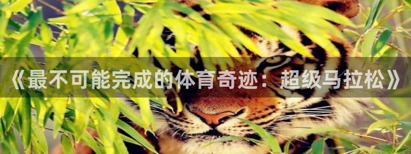 MK体育官方正版app代理